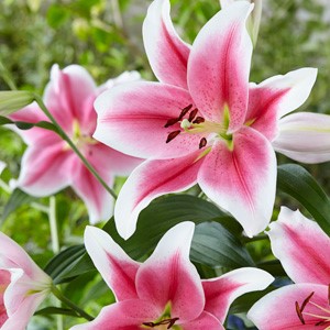 Hoa Lily