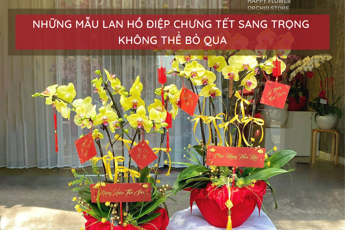 Những mẫu lan hồ điệp chưng tết mang lại phát tài, may mắn