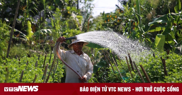 Các làng hoa ở miền Tây tăng sản lượng, kỳ vọng bội thu mùa Tết