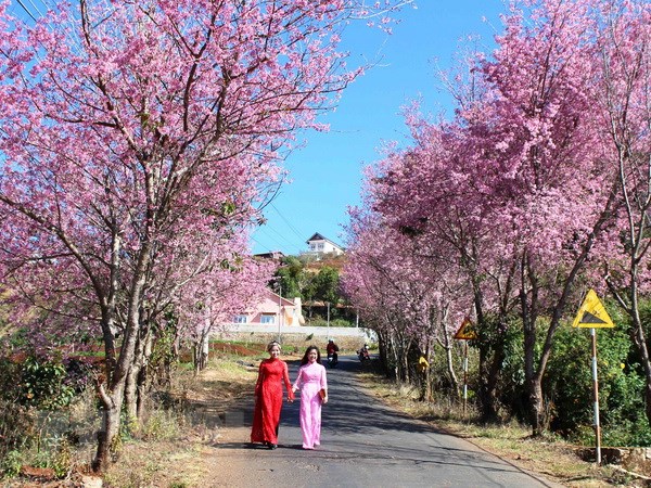 Lễ hội hoa anh đào Hạ Long - Quảng Ninh