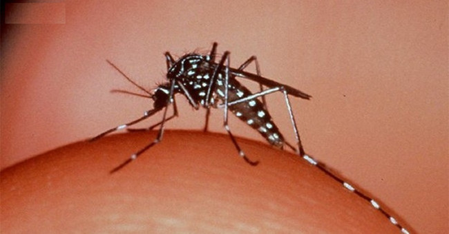 Những sự thật thú vị về loài muỗi - KhoaHoc.tv