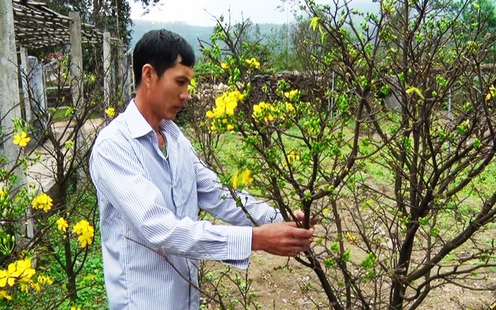 Mai vàng Kỳ Nam khoe sắc đón Xuân