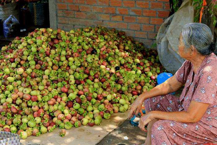 Khám phá khu du lịch miệt vườn Quê Ta - Măng cụt