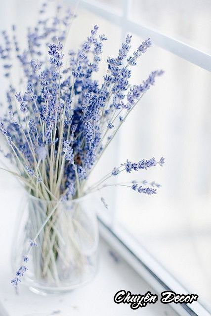 Nàng oải hương lavender