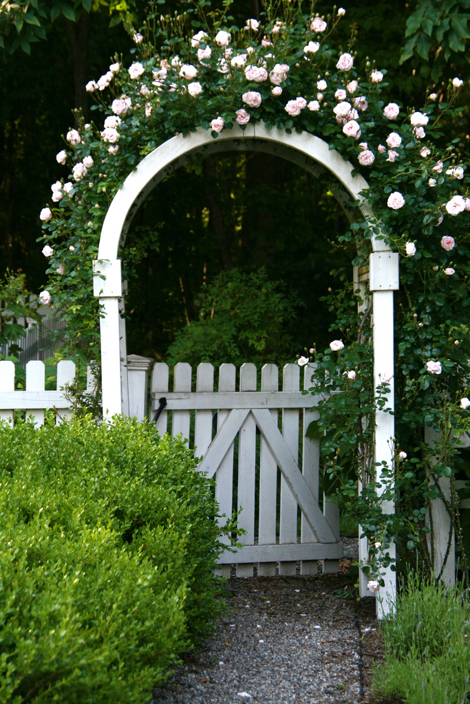Những cổng nhà có hoa hồng leo lãng mạn đẹp đến &quot;lịm tim&quot; - Ảnh 8.