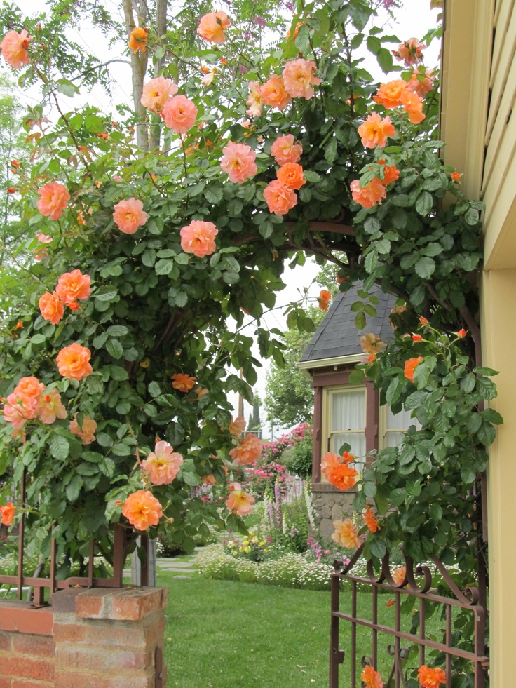 Những cổng nhà có hoa hồng leo lãng mạn đẹp đến &quot;lịm tim&quot; - Ảnh 7.