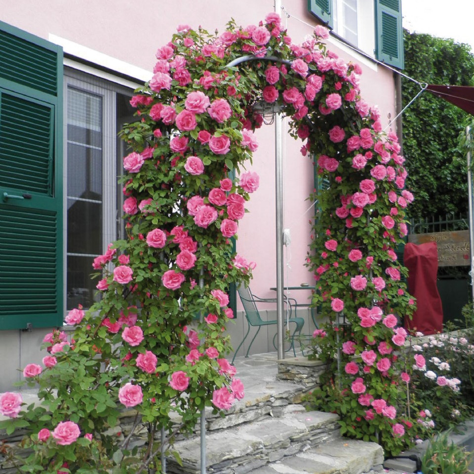 Những cổng nhà có hoa hồng leo lãng mạn đẹp đến &quot;lịm tim&quot; - Ảnh 6.