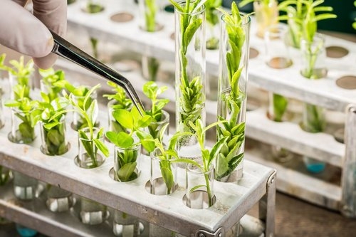 10 sản phẩm công nghệ sinh học nông nghiệp giúp thay đổi cuộc sống