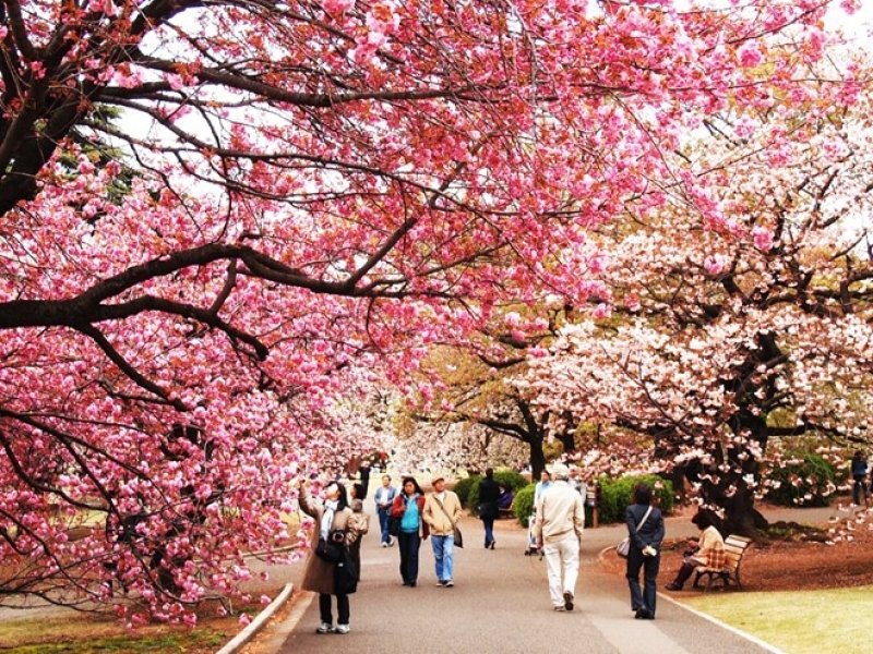 Nhật Bản nổi tiếng với các loài hoa và lễ hội truyền thống