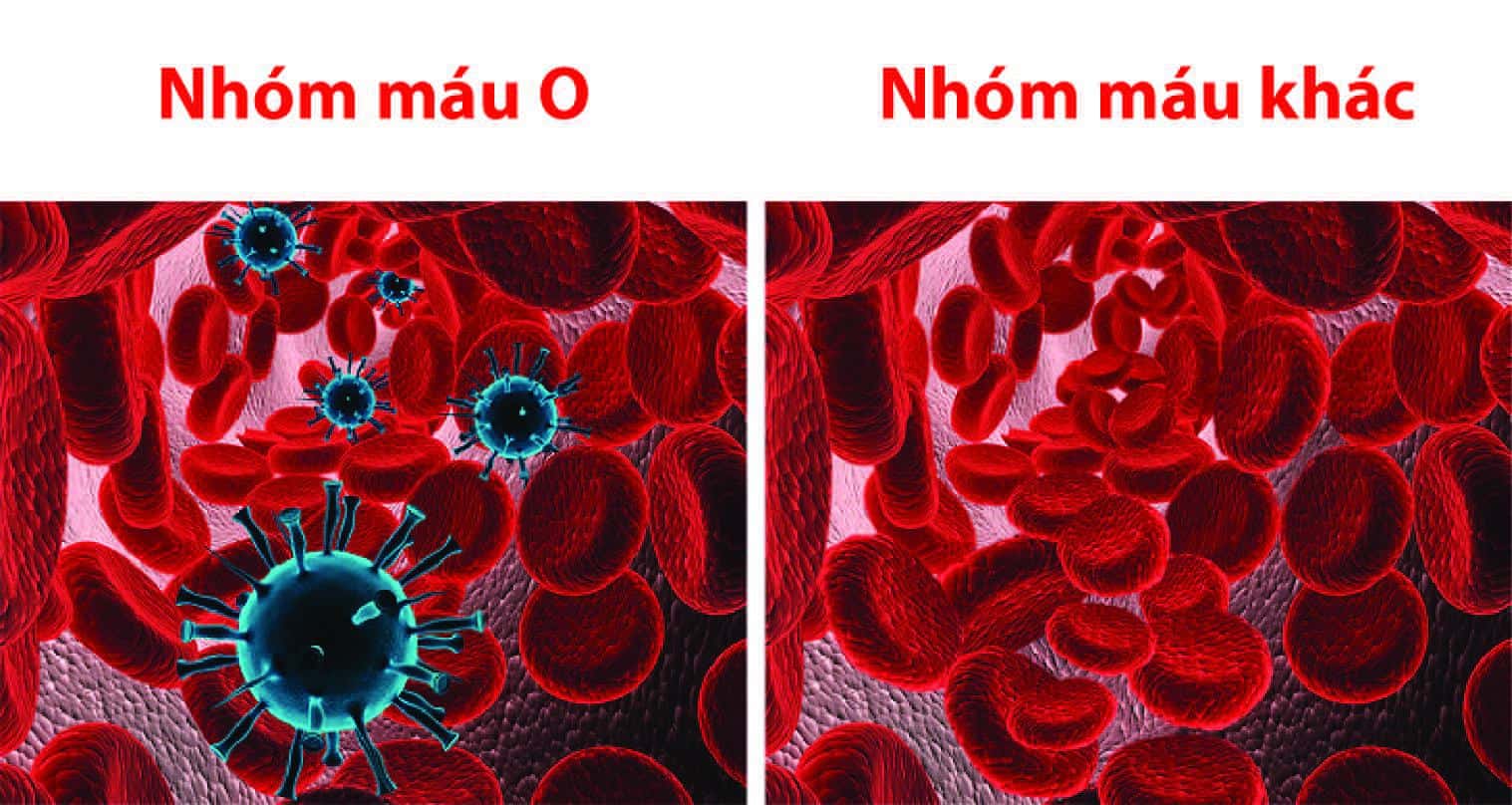 Những rủi ro về sức khỏe thường gặp của nhóm máu O