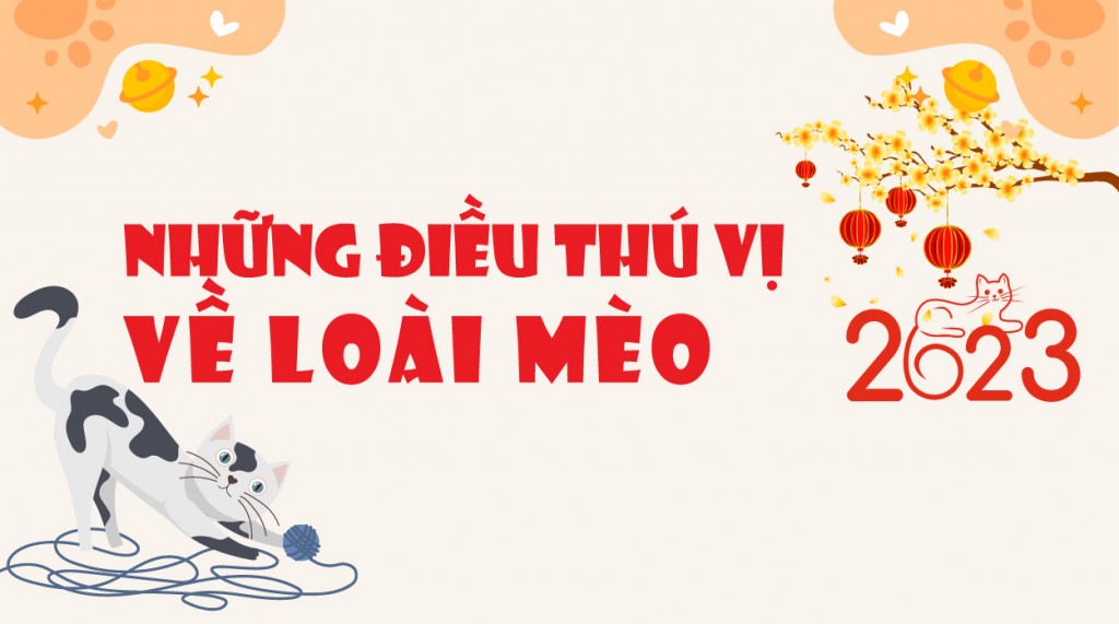 Những điều bí ẩn thú vị về loài mèo