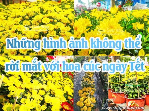 Những Hình Ảnh Không Thể Rời Mắt Với Hoa Cúc Ngày Tết • Sài Gòn Hoa 2023