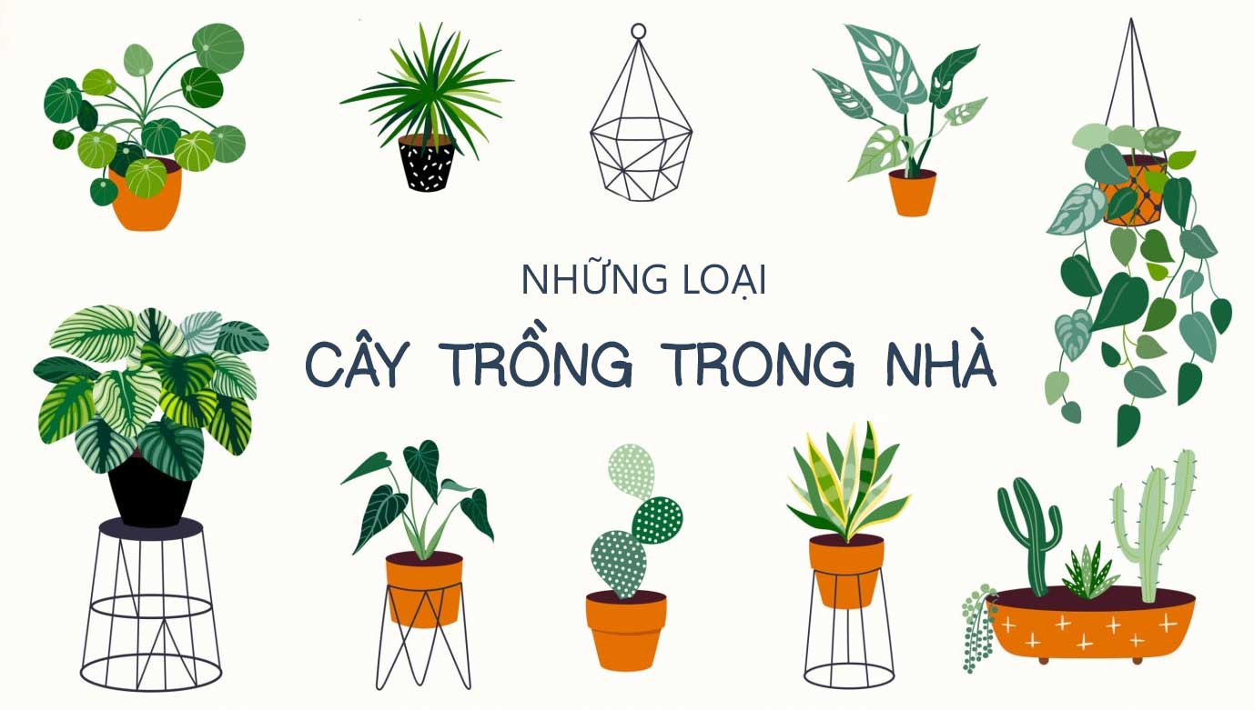 Top 50 Loại Cây Trồng Trong Nhà Đẹp • MOW Garden