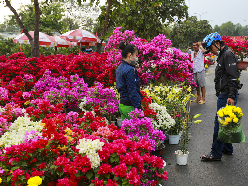 Hoa chưng Tết sặc sỡ muôn màu