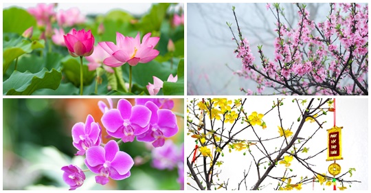 10 loại hoa cúng vừa đẹp lại vượng phong thủy trong ngày tết