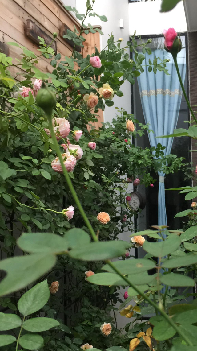 Ngôi nhà hoa hồng tuyệt đẹp giữa Sài Gòn: Chủ nhân là cao thủ, tiết lộ bí quyết chăm mảnh vườn 40m2 với vài chục giống hồng ngoại, hoa nở rực rỡ tỏa hương thơm khắp chốn - Ảnh 5.