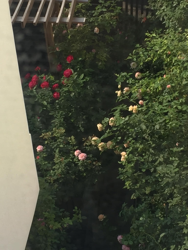 Ngôi nhà hoa hồng tuyệt đẹp giữa Sài Gòn: Chủ nhân là cao thủ, tiết lộ bí quyết chăm mảnh vườn 40m2 với vài chục giống hồng ngoại, hoa nở rực rỡ tỏa hương thơm khắp chốn - Ảnh 6.