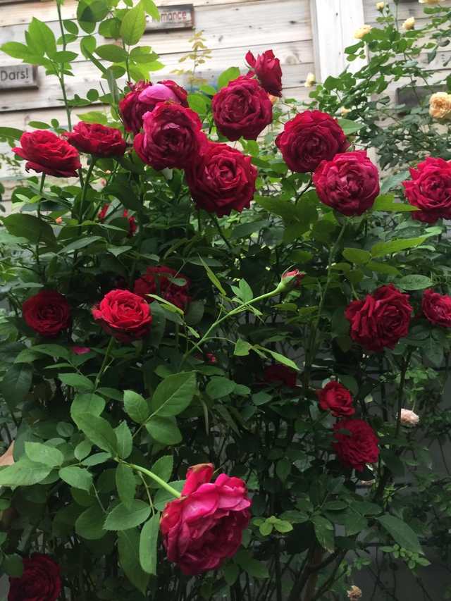 Ngôi nhà hoa hồng tuyệt đẹp giữa Sài Gòn: Chủ nhân là cao thủ, tiết lộ bí quyết chăm mảnh vườn 40m2 với vài chục giống hồng ngoại, hoa nở rực rỡ tỏa hương thơm khắp chốn - Ảnh 7.