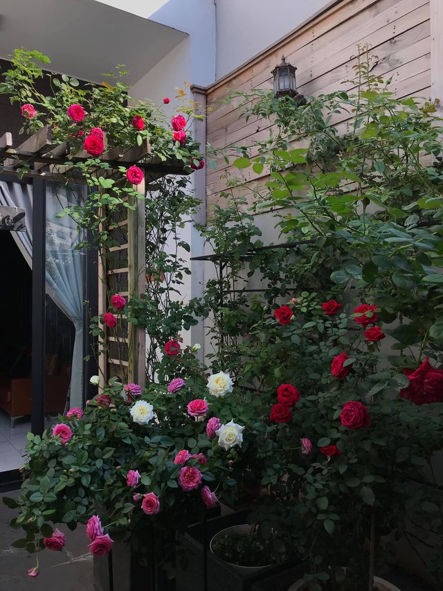 Ngôi nhà hoa hồng tuyệt đẹp giữa Sài Gòn: Chủ nhân là cao thủ, tiết lộ bí quyết chăm mảnh vườn 40m2 với vài chục giống hồng ngoại, hoa nở rực rỡ tỏa hương thơm khắp chốn - Ảnh 3.