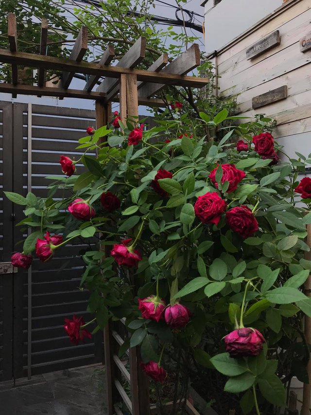 Ngôi nhà hoa hồng tuyệt đẹp giữa Sài Gòn: Chủ nhân là cao thủ, tiết lộ bí quyết chăm mảnh vườn 40m2 với vài chục giống hồng ngoại, hoa nở rực rỡ tỏa hương thơm khắp chốn - Ảnh 10.