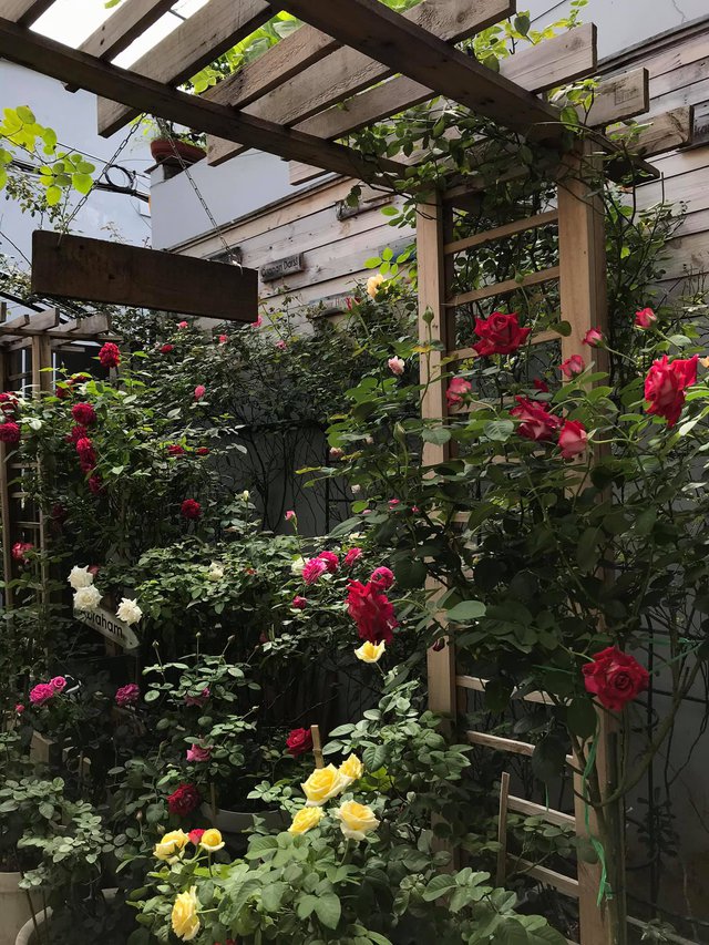 Ngôi nhà hoa hồng tuyệt đẹp giữa Sài Gòn: Chủ nhân là cao thủ, tiết lộ bí quyết chăm mảnh vườn 40m2 với vài chục giống hồng ngoại, hoa nở rực rỡ tỏa hương thơm khắp chốn - Ảnh 13.