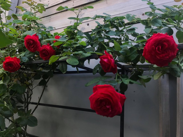 Ngôi nhà hoa hồng tuyệt đẹp giữa Sài Gòn: Chủ nhân là cao thủ, tiết lộ bí quyết chăm mảnh vườn 40m2 với vài chục giống hồng ngoại, hoa nở rực rỡ tỏa hương thơm khắp chốn - Ảnh 15.