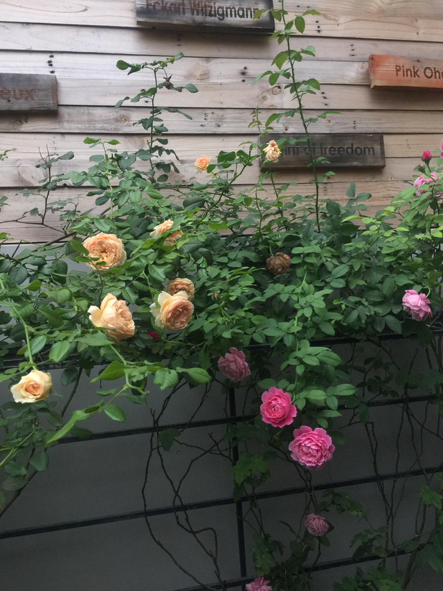 Ngôi nhà hoa hồng tuyệt đẹp giữa Sài Gòn: Chủ nhân là cao thủ, tiết lộ bí quyết chăm mảnh vườn 40m2 với vài chục giống hồng ngoại, hoa nở rực rỡ tỏa hương thơm khắp chốn - Ảnh 12.