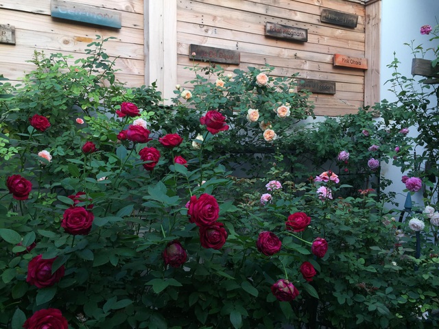 Ngôi nhà hoa hồng tuyệt đẹp giữa Sài Gòn: Chủ nhân là cao thủ, tiết lộ bí quyết chăm mảnh vườn 40m2 với vài chục giống hồng ngoại, hoa nở rực rỡ tỏa hương thơm khắp chốn - Ảnh 14.