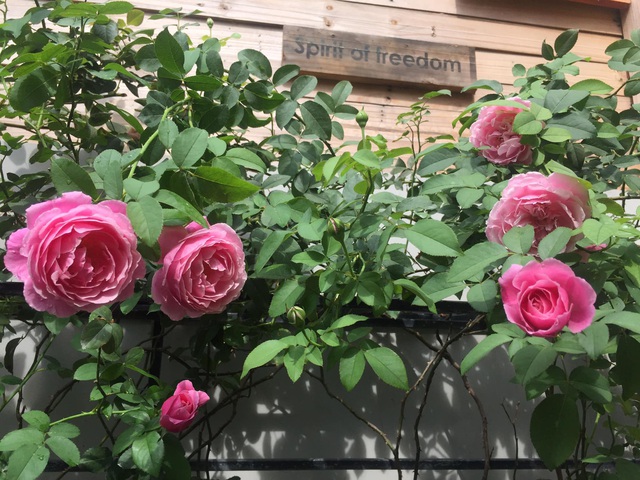Ngôi nhà hoa hồng tuyệt đẹp giữa Sài Gòn: Chủ nhân là cao thủ, tiết lộ bí quyết chăm mảnh vườn 40m2 với vài chục giống hồng ngoại, hoa nở rực rỡ tỏa hương thơm khắp chốn - Ảnh 16.