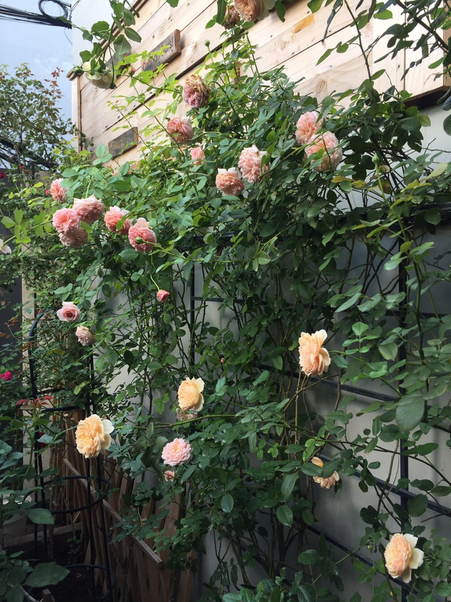 Ngôi nhà hoa hồng tuyệt đẹp giữa Sài Gòn: Chủ nhân là cao thủ, tiết lộ bí quyết chăm mảnh vườn 40m2 với vài chục giống hồng ngoại, hoa nở rực rỡ tỏa hương thơm khắp chốn - Ảnh 17.