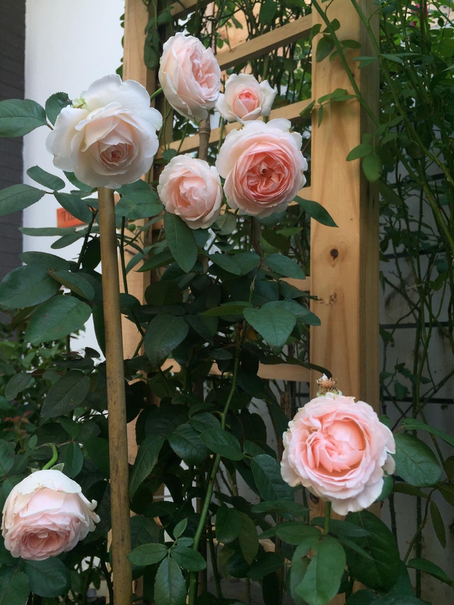 Ngôi nhà hoa hồng tuyệt đẹp giữa Sài Gòn: Chủ nhân là cao thủ, tiết lộ bí quyết chăm mảnh vườn 40m2 với vài chục giống hồng ngoại, hoa nở rực rỡ tỏa hương thơm khắp chốn - Ảnh 18.