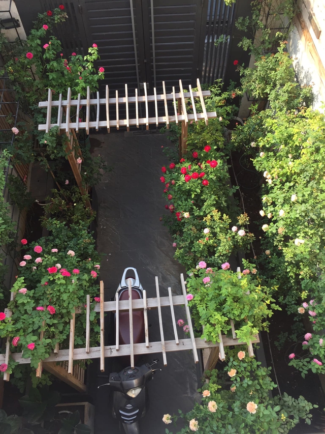 Ngôi nhà hoa hồng tuyệt đẹp giữa Sài Gòn: Chủ nhân là cao thủ, tiết lộ bí quyết chăm mảnh vườn 40m2 với vài chục giống hồng ngoại, hoa nở rực rỡ tỏa hương thơm khắp chốn - Ảnh 1.