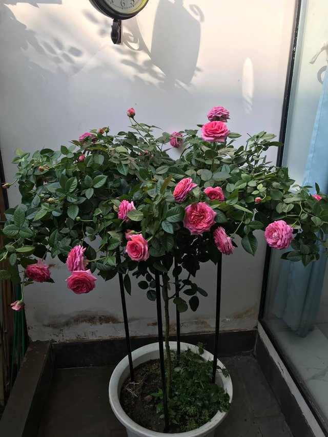 Ngôi nhà hoa hồng tuyệt đẹp giữa Sài Gòn: Chủ nhân là cao thủ, tiết lộ bí quyết chăm mảnh vườn 40m2 với vài chục giống hồng ngoại, hoa nở rực rỡ tỏa hương thơm khắp chốn - Ảnh 20.