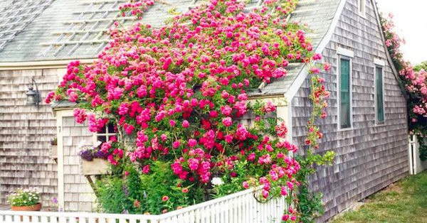 17 ngôi nhà sở hữu giàn hoa leo đẹp đến nỗi ai đi qua cũng phải ngắm nhìn