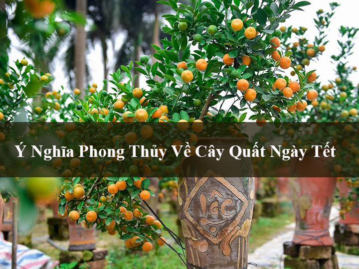 Truyền Thuyết Và Ý Nghĩa Phong Thủy Về Cây Quất Ngày Tết