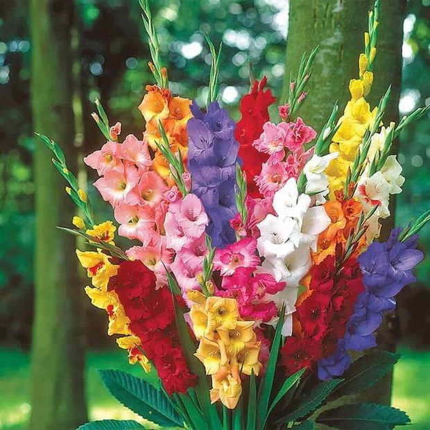 10 loài hoa được chưng Tết nhiều nhất: Không chỉ rực rỡ mà còn mang ý nghĩa phong thủy tốt đẹp - Ảnh 3.