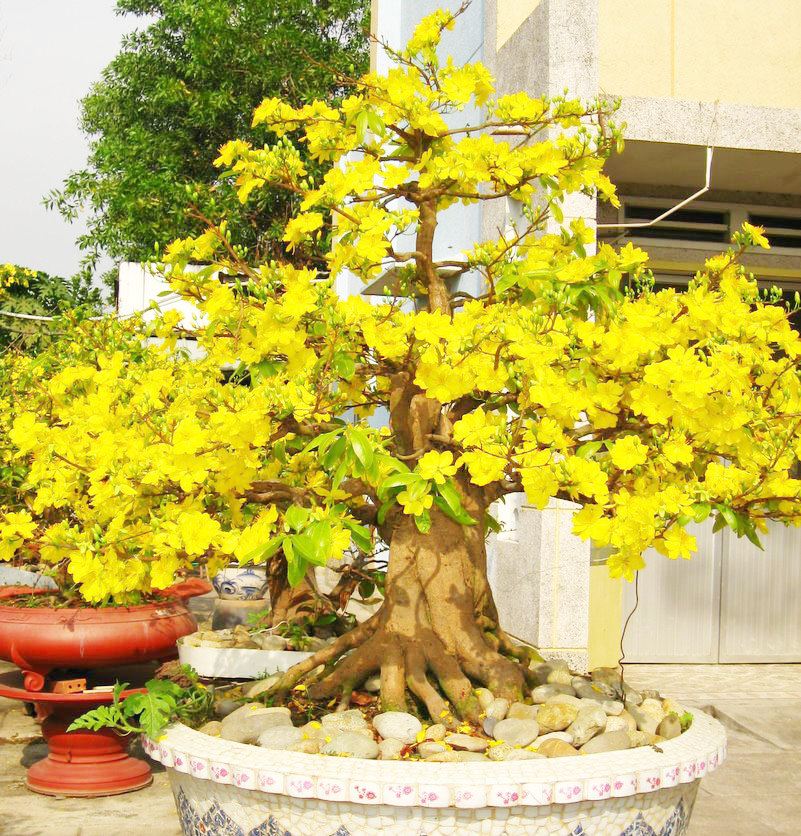 Quà tặng tết là Bonsai