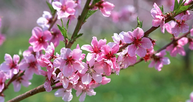 Bài cúng tất niên, Văn khấn Tất niên, Cúng tất niên, Bai cung tat nien, van khan tat nien, lấ tất niên, mâm cúng tất niên, bài cúng tất niên 2020, bài khấn tất niên