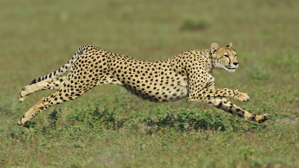 9 loài động vật nhanh nhất thế giới - Ảnh 3.