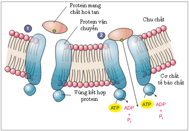 Hình 5.6 Chức năng cấu trúc của Prôtêin