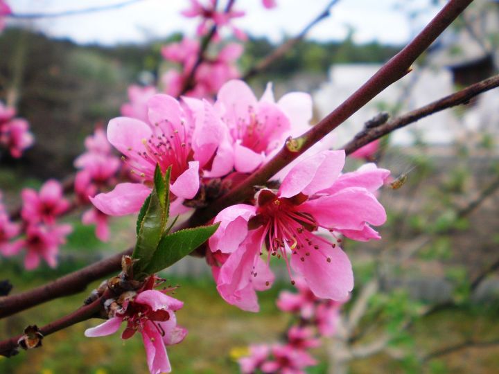 Tết nên chưng hoa gì - hoa đào