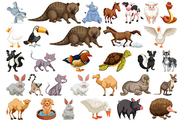 30 phút học từ vựng về tên các con vật tiếng Anh nhanh, dễ nhớ - AMA - Anh Ngữ AMA