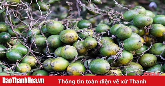 Tết Nguyên đán cận kề, giá cau trầu cao ngất ngưởng