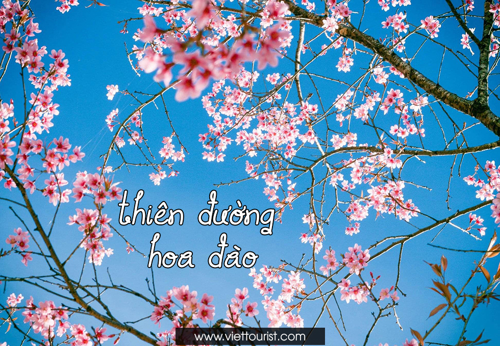 ĐỪNG BỎ QUA 5 THIÊN ĐƯỜNG HOA ĐÀO ĐẸP NHẤT MÙA XUÂN