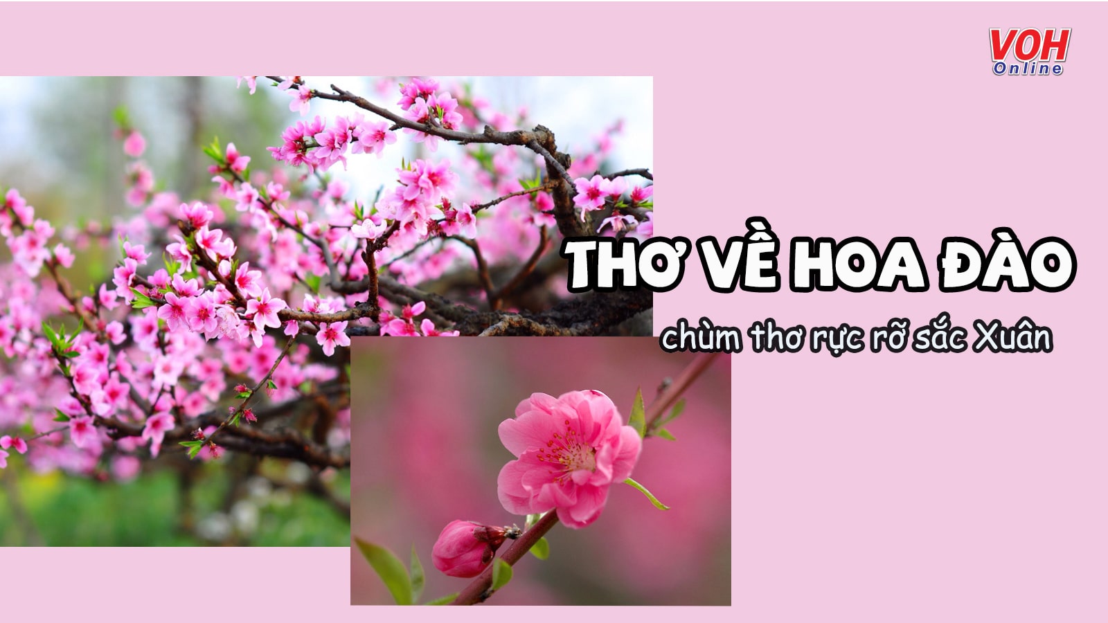 Thơ về hoa đào – Những bài thơ rộn ràng không khí sắc xuân