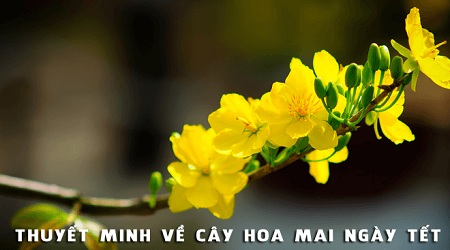 Thuyết minh về cây hoa mai ngày tết