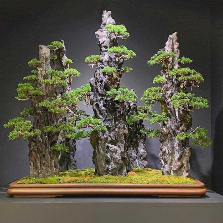 Tiểu cảnh bonsai