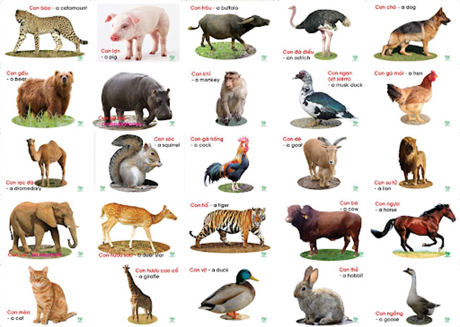 Tiếng Anh mầm non theo chủ đề thế giới động vật rất đa dạng