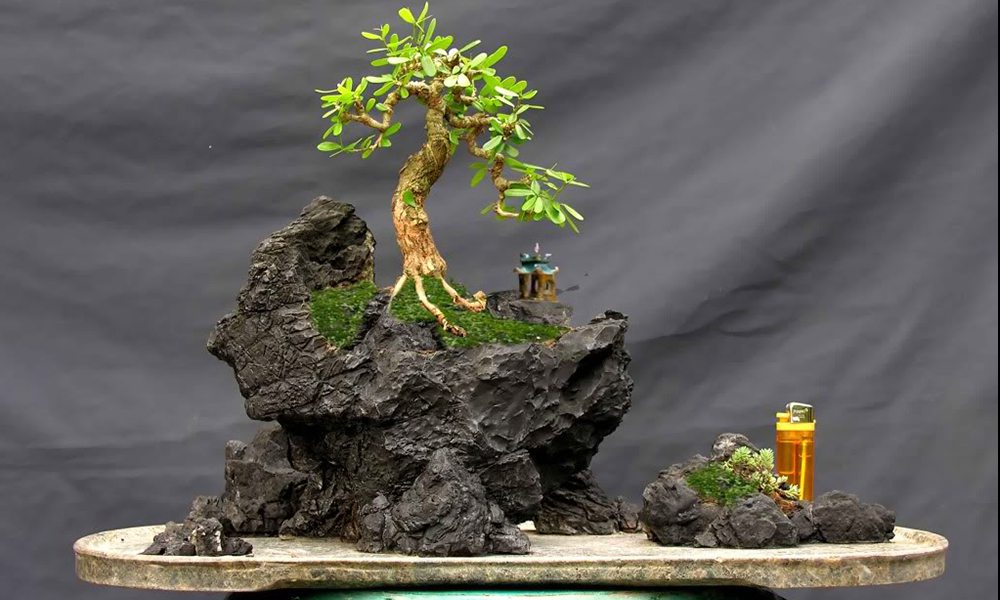 Chậu bonsai đặt phòng khách đẹp