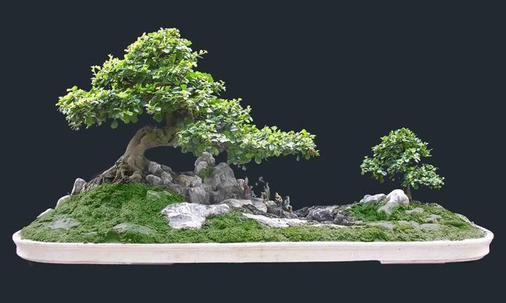 chậu cây bonsai mini đẹp